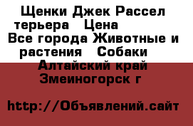 Щенки Джек Рассел терьера › Цена ­ 20 000 - Все города Животные и растения » Собаки   . Алтайский край,Змеиногорск г.